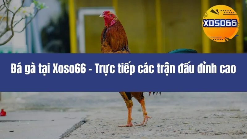 Đá Gà Xoso66