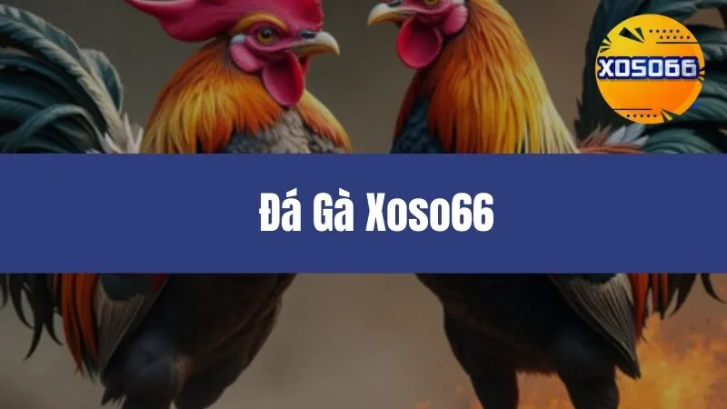 Đá Gà Xoso66