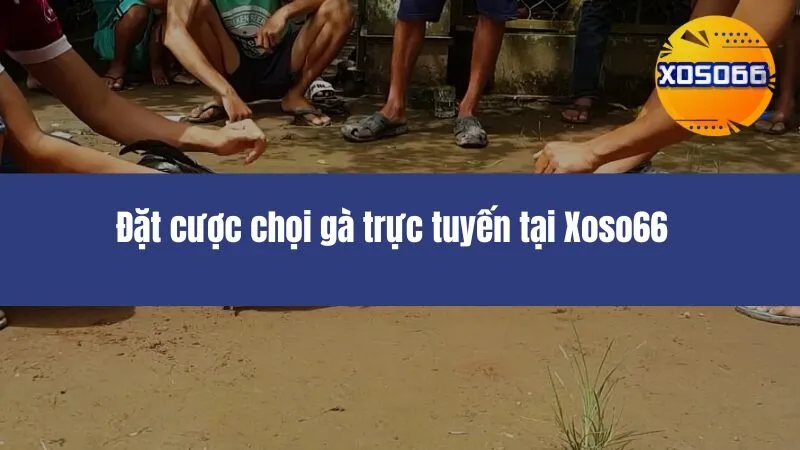 Đá Gà Xoso66