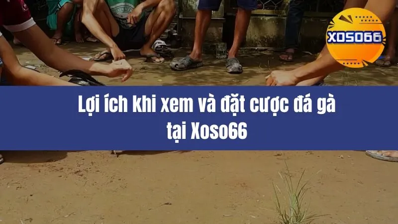 Đá Gà Xoso66